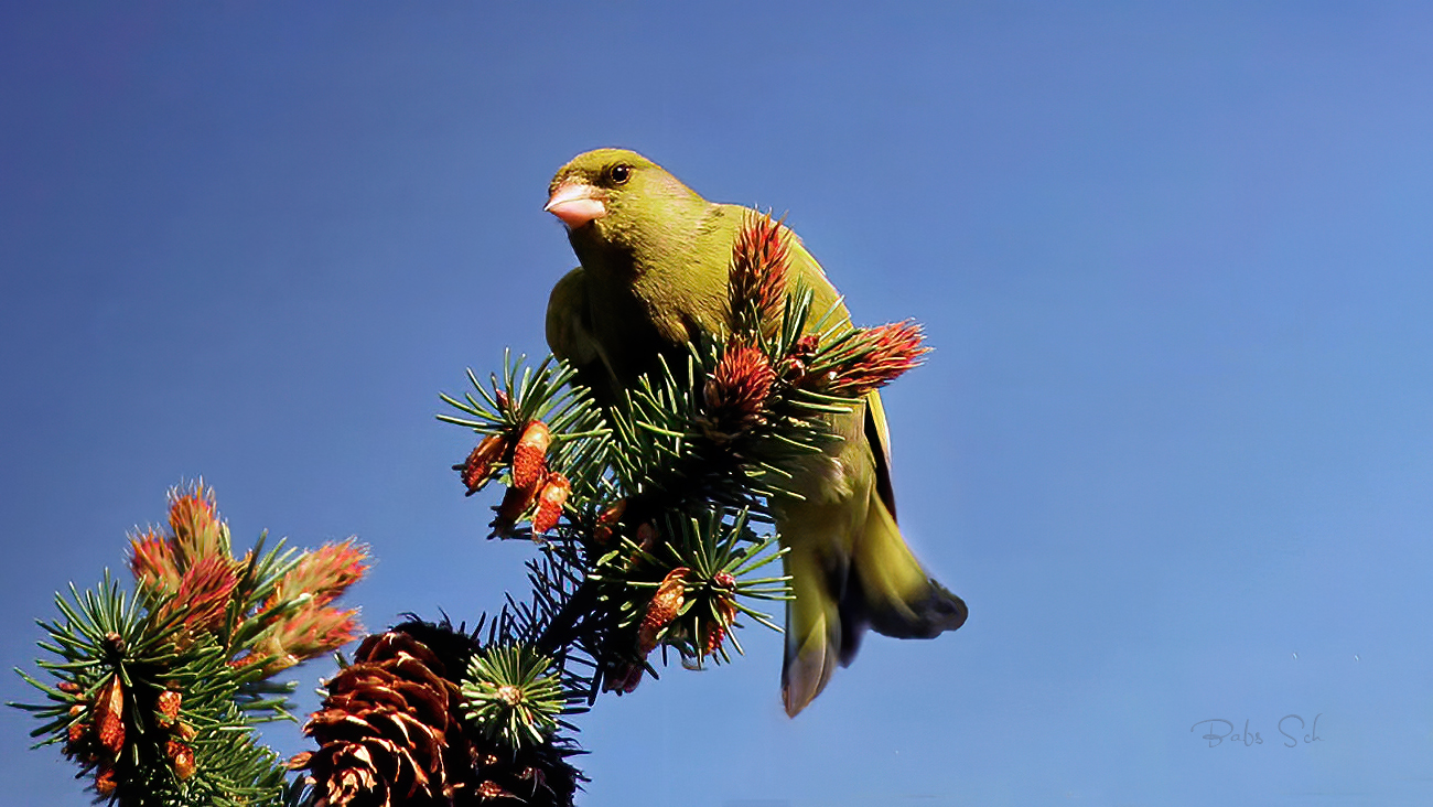 Greenfinch