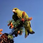 Greenfinch