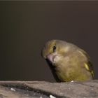 Greenfinch