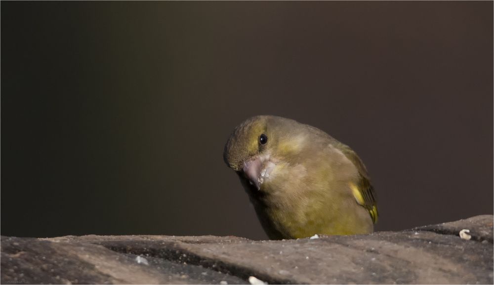 Greenfinch