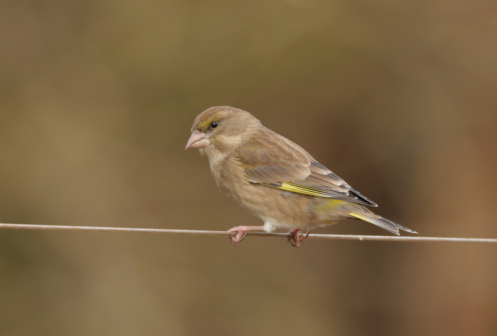 Greenfinch female