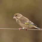 Greenfinch female