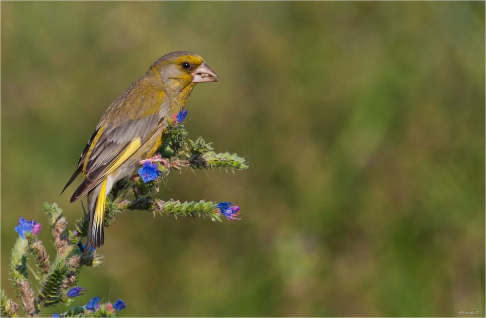 Greenfinch having a little snack