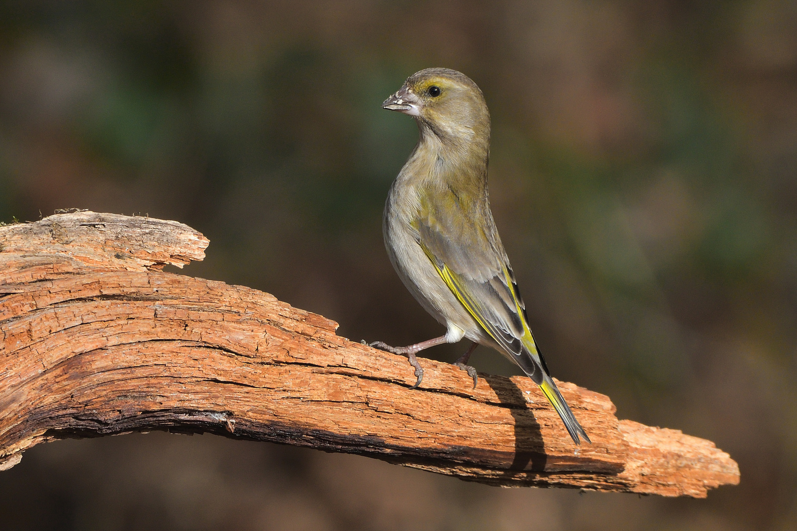 Greenfinch Model Posing