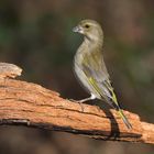 Greenfinch Model Posing