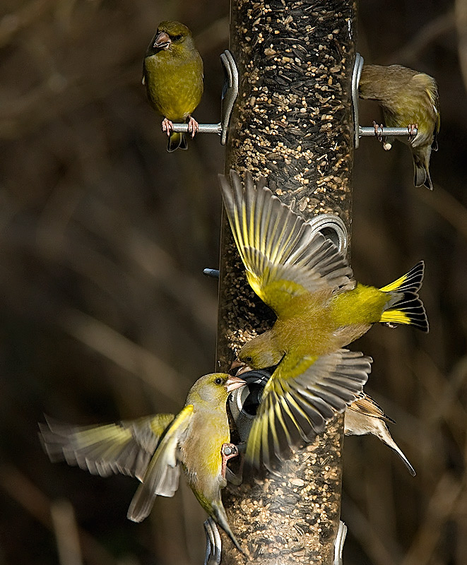 Greenfinchs being Greenfinches