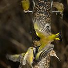 Greenfinchs being Greenfinches