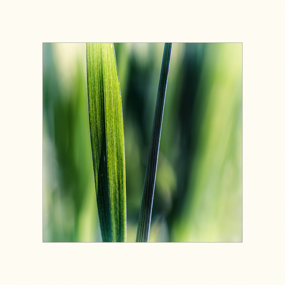Green.Grasses