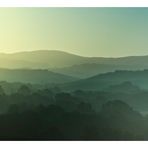 Green,green woods of Tuscany