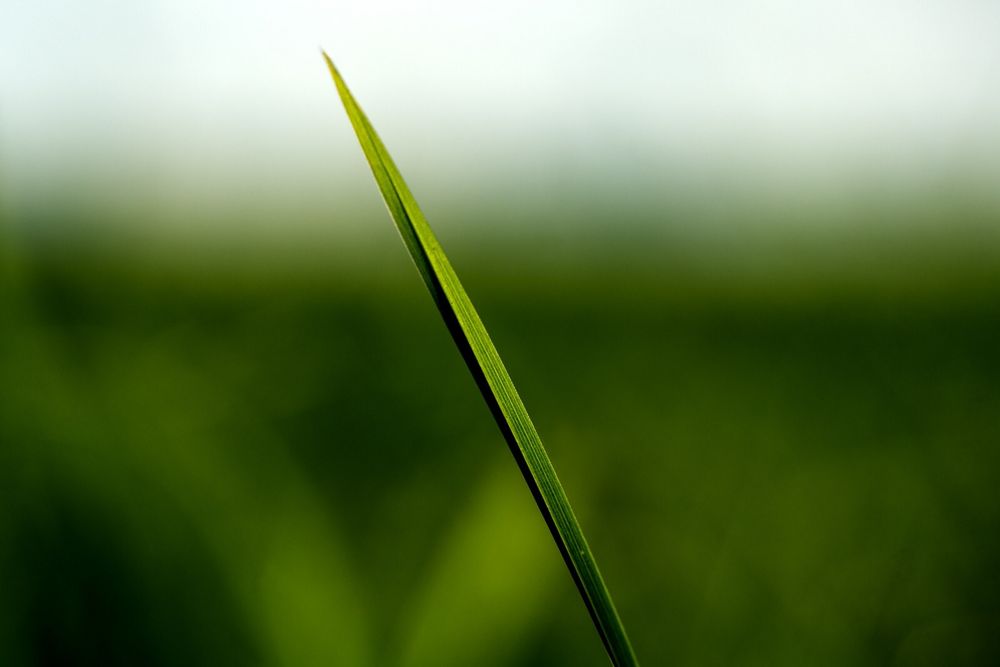 GreenGreenGras