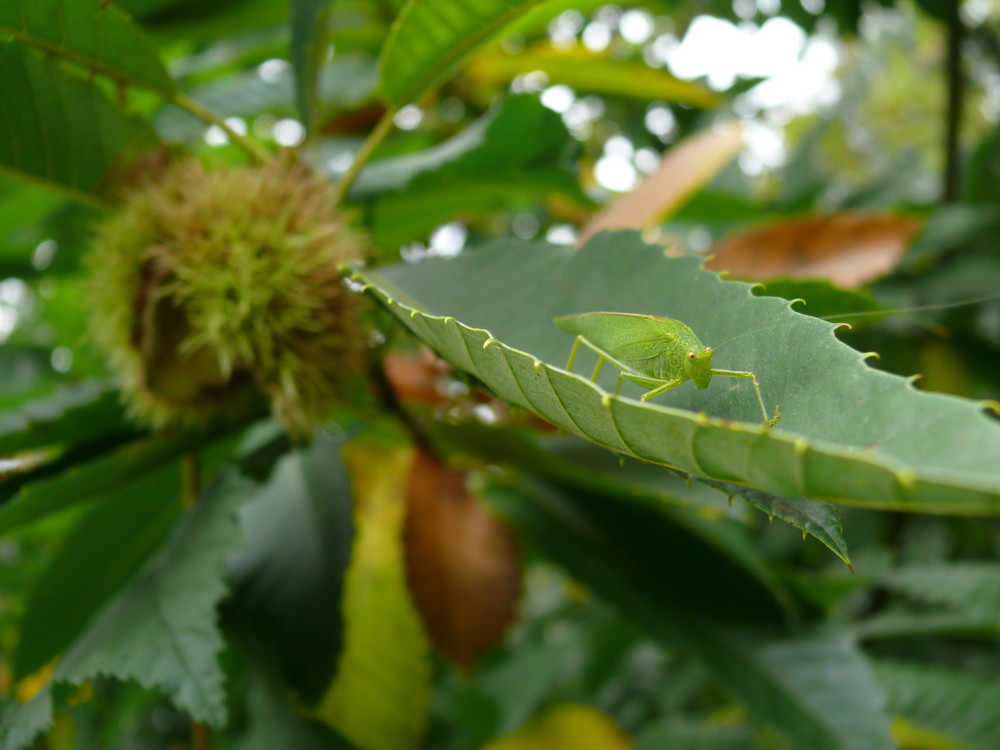 GreenHopper