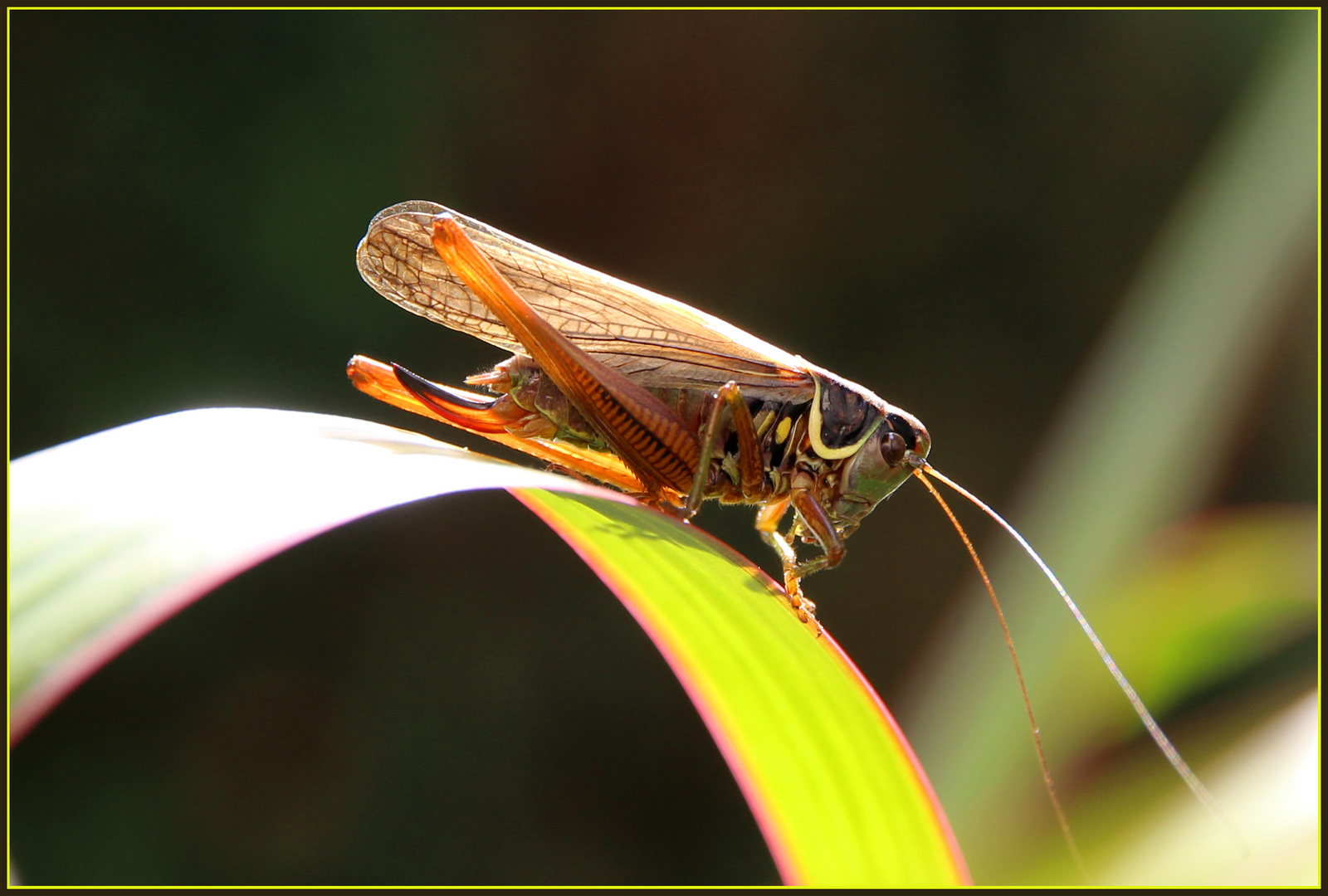 Greenhopper