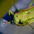 Greenhopper