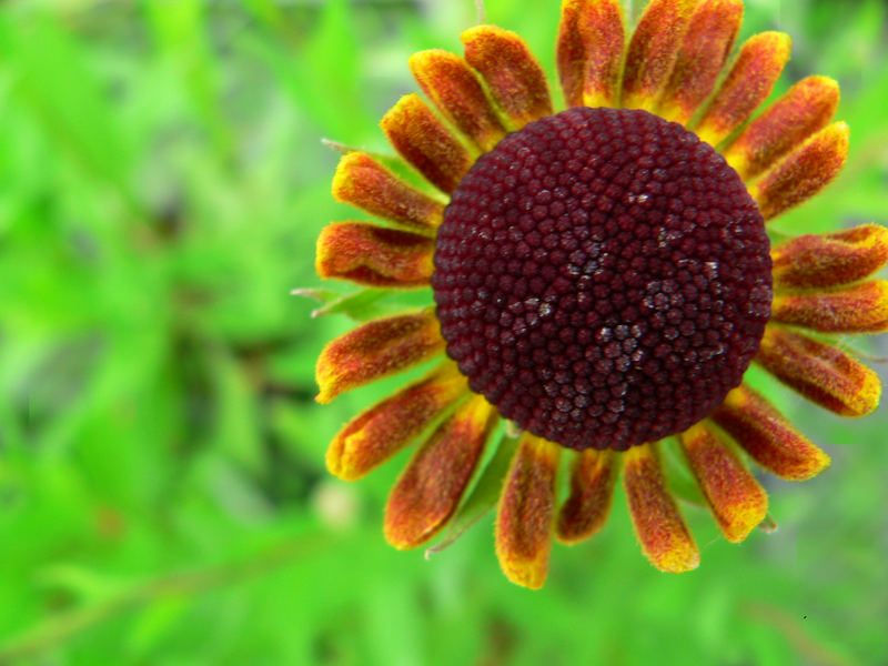 greenhouse flower