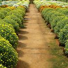 Greenhouse ornamental plants in Holambra