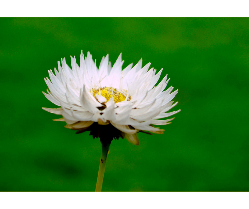 greenish attar