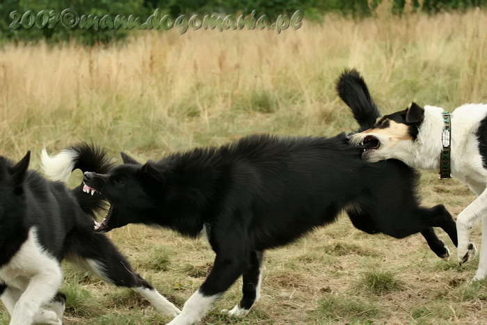 Greenland dog and others chasing