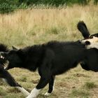 Greenland dog and others chasing