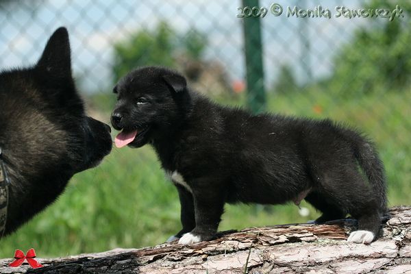 Greenland dog puppy