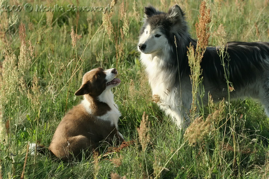 Greenland dog puppy with old Siberian Husky