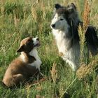 Greenland dog puppy with old Siberian Husky