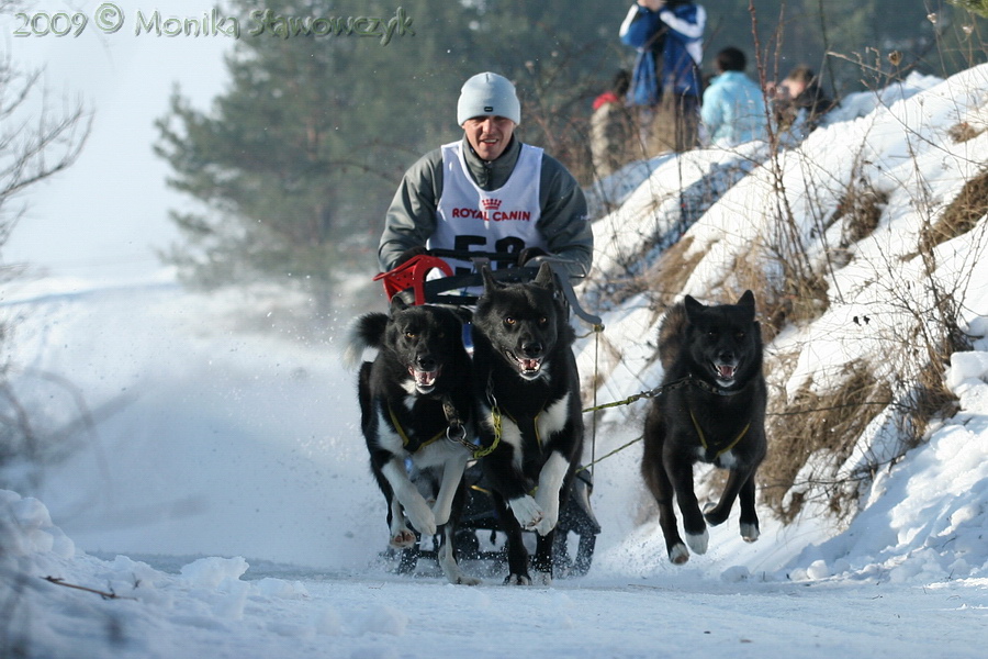 Greenland dogs team 2