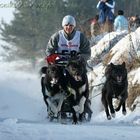 Greenland dogs team 2