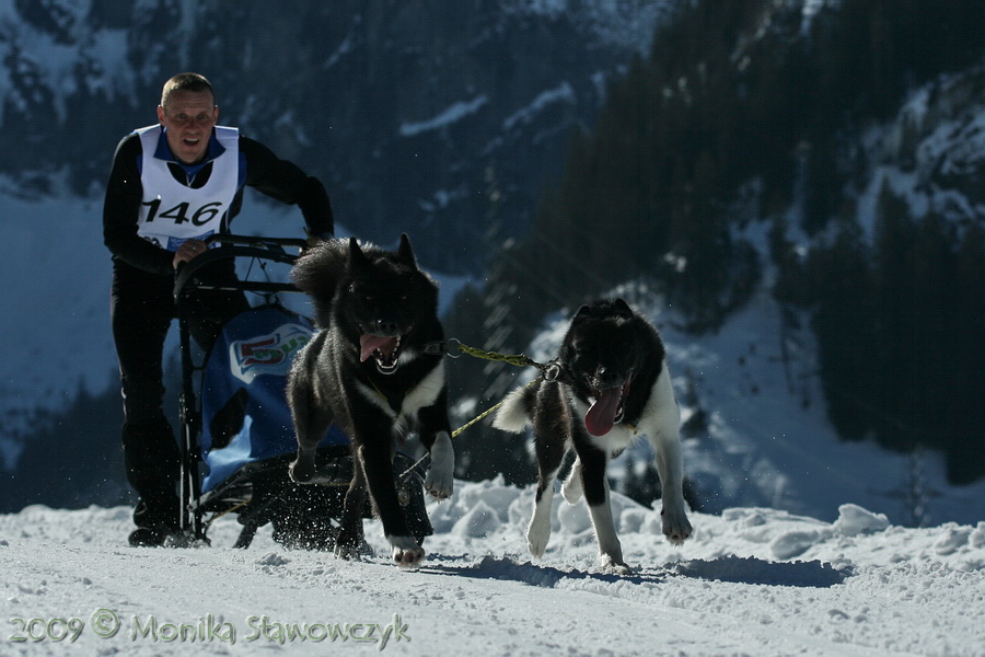 Greenland dogs team