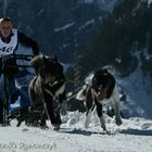 Greenland dogs team