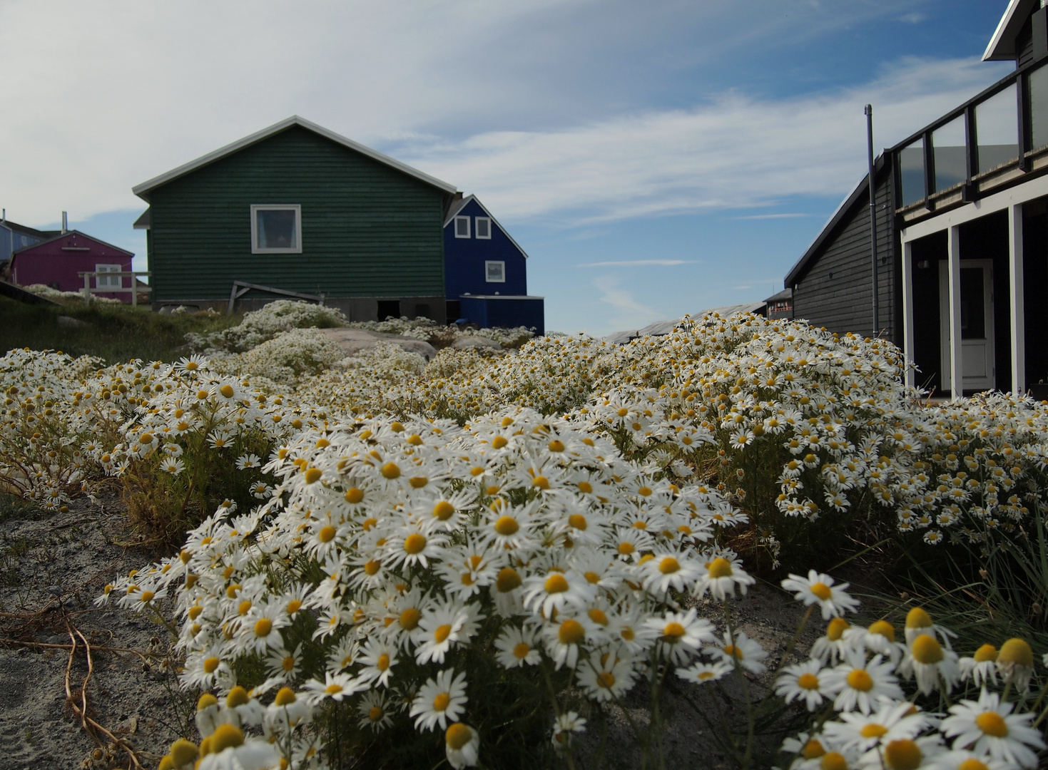 Greenlandic flowers