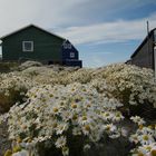 Greenlandic flowers