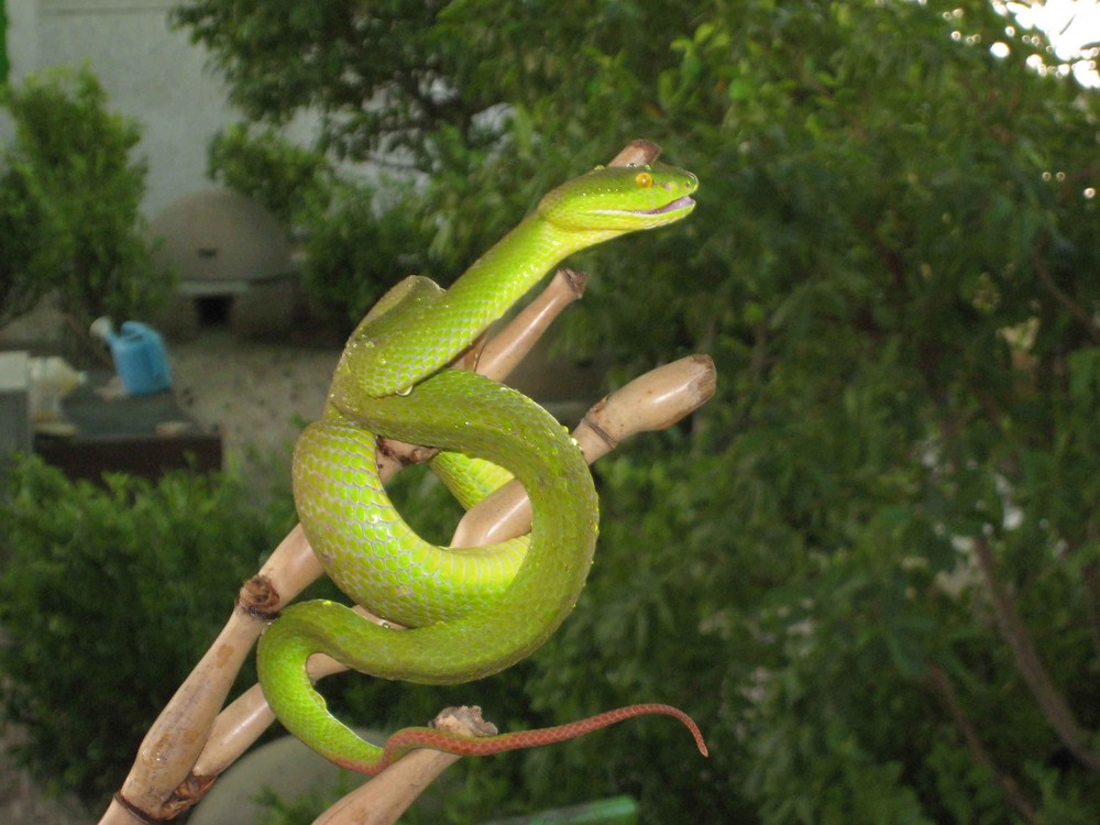 GreenMamba