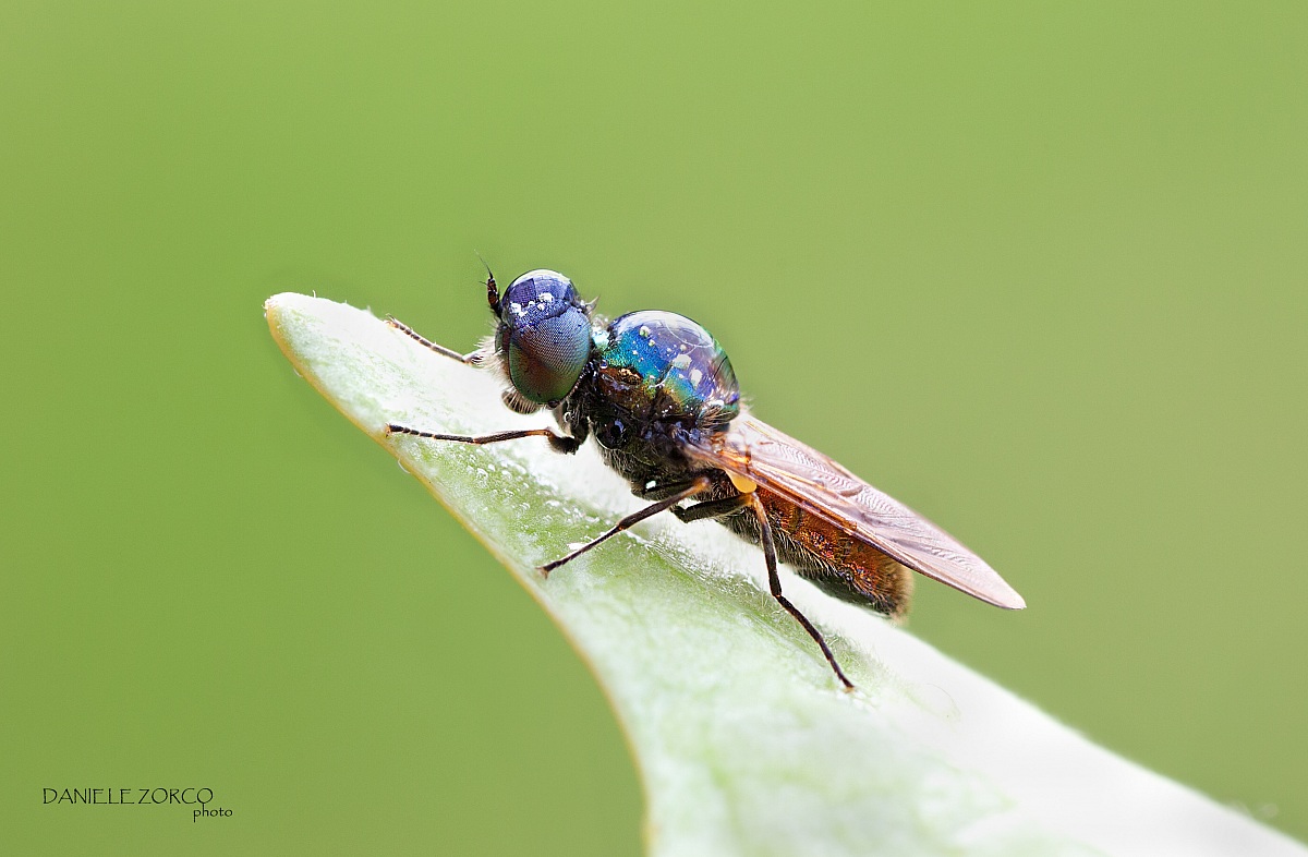 Green&Red  Fly