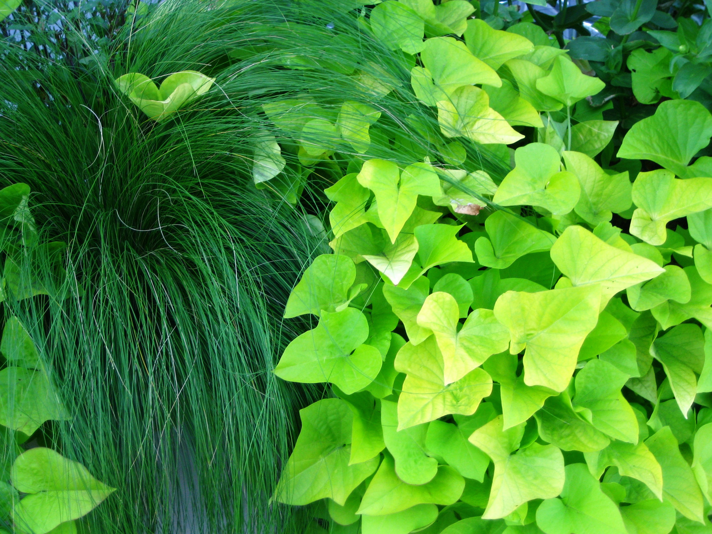 Greens growing on my patio