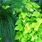 Greens growing on my patio