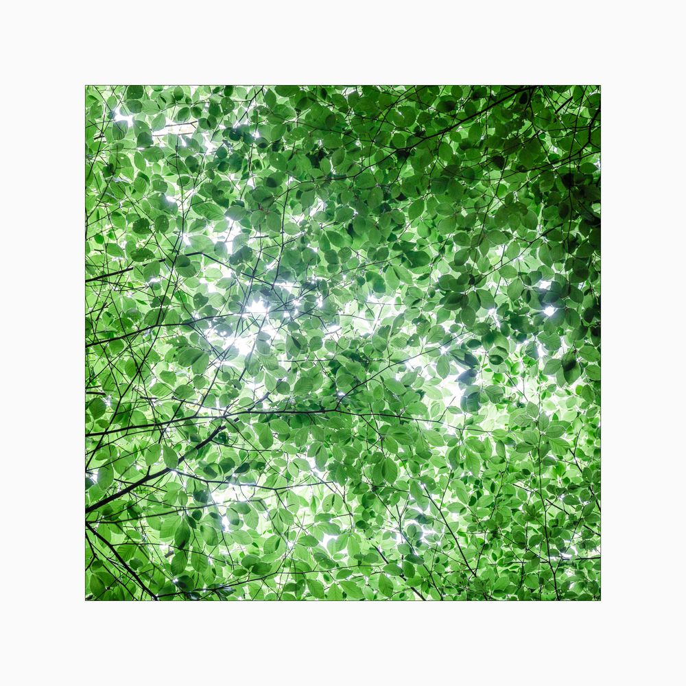 _green_sky