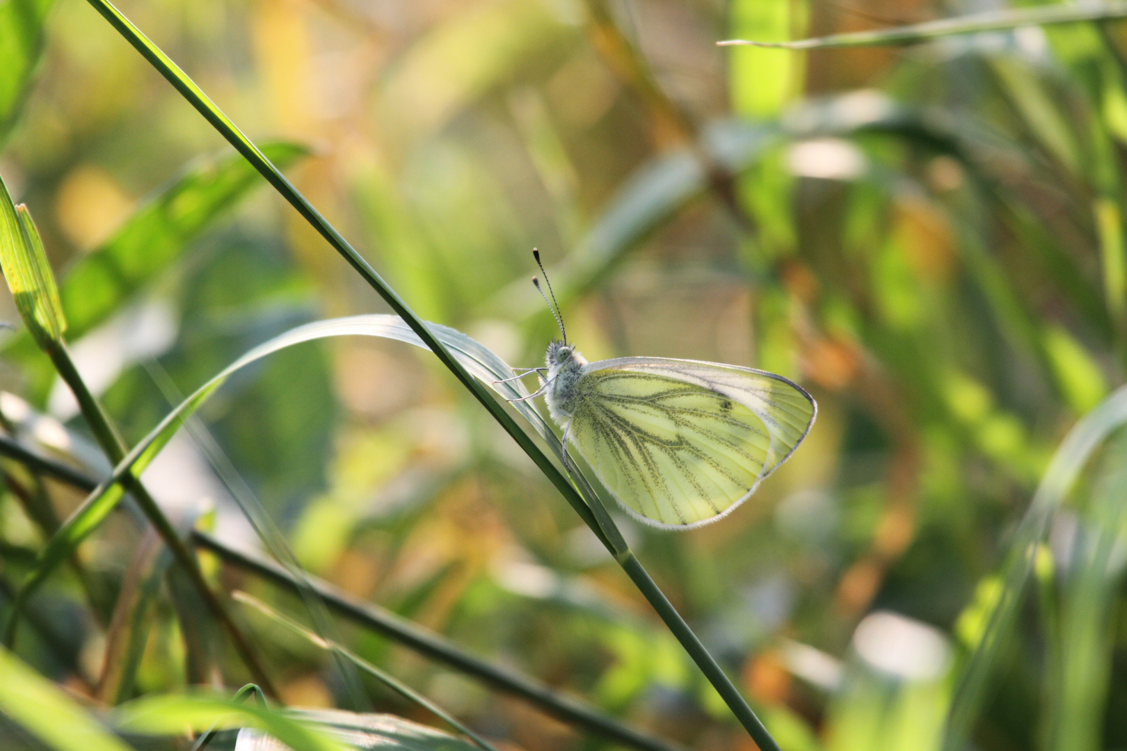Greensleeves Foto & Bild tiere, zoo, wildpark & falknerei, insekten