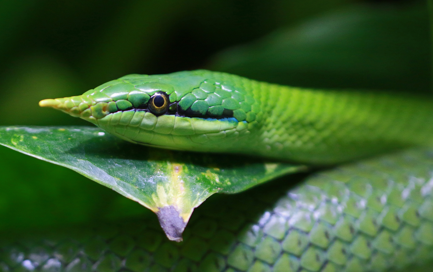 Greensnake