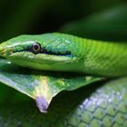 Greensnake