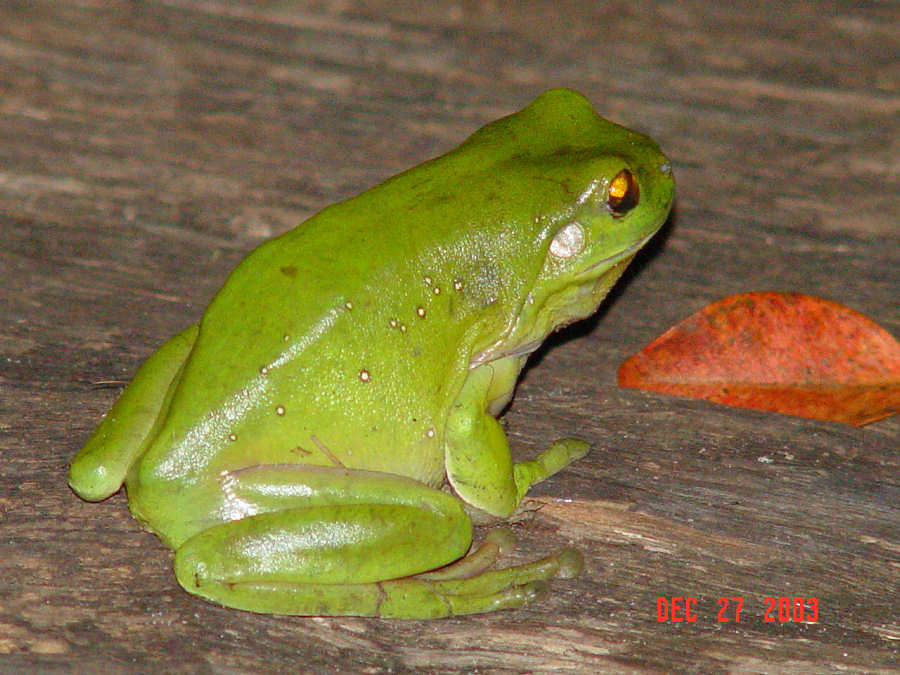 GreenTreeFrog