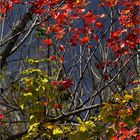 Greenville Mooseheadlake