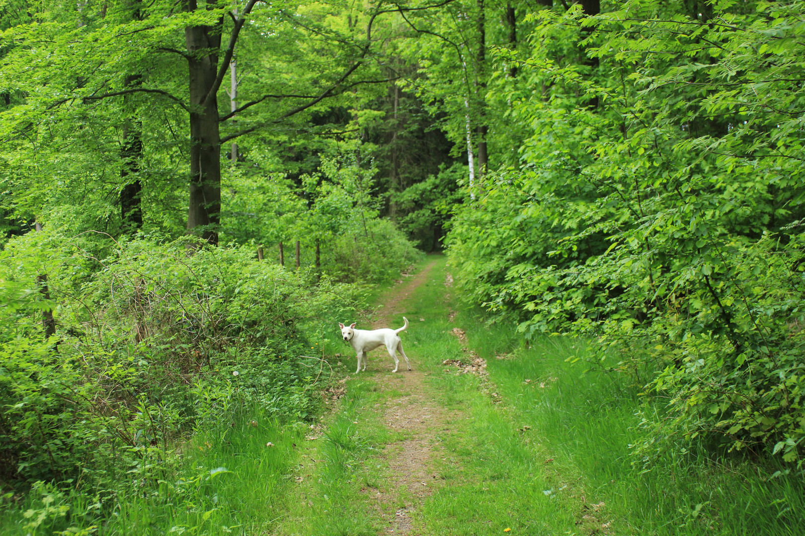 Greenway for white dogs.