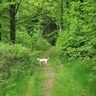 Greenway for white dogs.