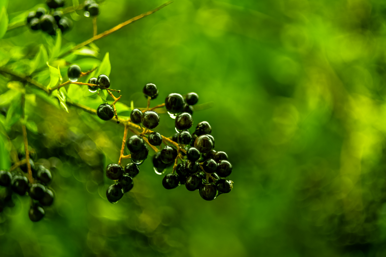 greeny, rainy day