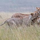 Greeting after the rain