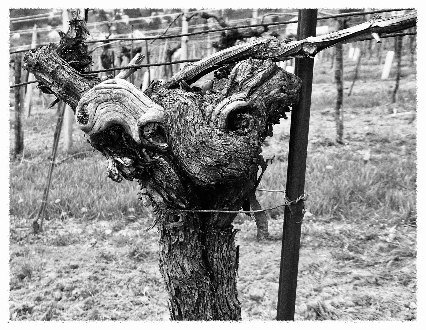 greetings from good old vineyard