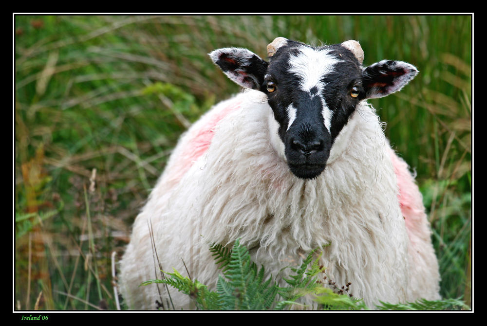 Greetings from Ireland... määäh, sheepland....
