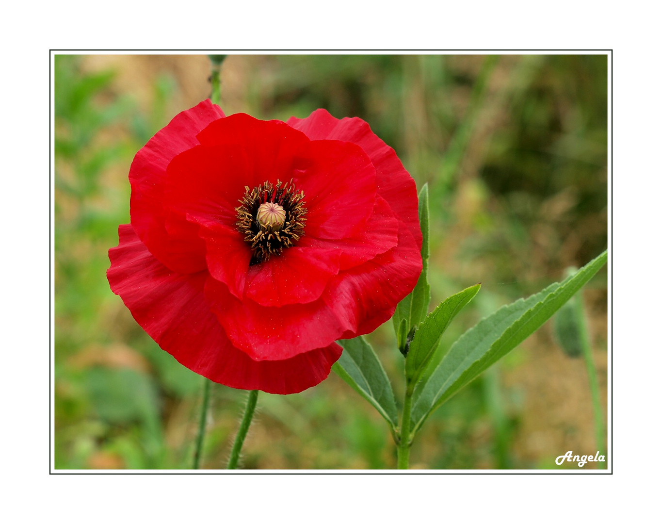 ~ Greetsieler Mohn ~