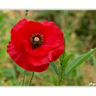 ~ Greetsieler Mohn ~