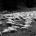 gregge di pecore
